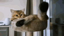 Cat Cute GIF - Cat Cute Golden GIFs