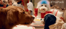 Sharing The Pack GIF - Sharing The Pack Lady And The Tramp GIFs