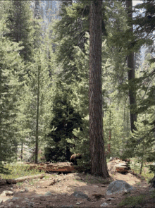 Bearinthesequoias GIF - Bearinthesequoias Bear GIFs