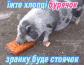 a pig is eating carrots from a plastic container with a caption in a foreign language