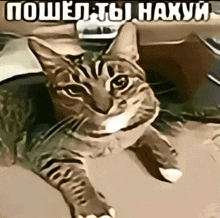 a drawing of a cat with a caption that says " пошел ты нахуй "