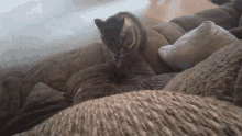 Cat Kneeding Cat GIF