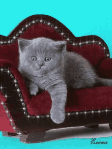 Cats Kittens GIF - Cats Kittens I Love You GIFs