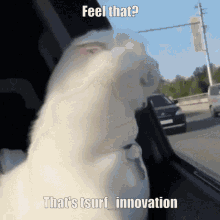 Cat Innovation GIF - Cat Innovation Tsurf GIFs