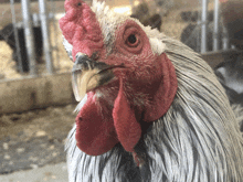 You Chicken Hey GIF - You Chicken Hey I Know Things GIFs