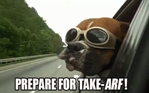 Prepare For Take-arf GIF - Take Arf Dog Car GIFs
