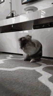 a rabbit is sitting on a carpet in a living room .