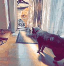 Slowly Backs Away Cat Fight GIF - Slowly Backs Away Cat Fight Angry Cat GIFs