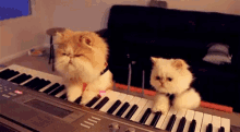 Cats Playing Piano GIF - Cats Playing Piano GIFs