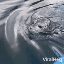 a seal is swimming in a body of water with the words viralhog written on the bottom