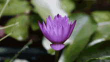 Sadu Blooming GIF - Sadu Blooming Flower GIFs
