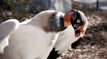 King Vulture GIF - King Vulture GIFs
