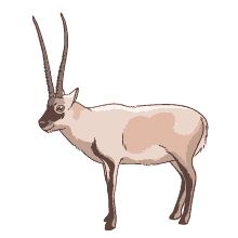 antelope chiru tibetan antelope