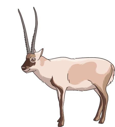 Antelope Chiru Sticker - Antelope Chiru Tibetan Antelope Stickers