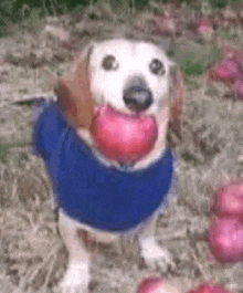 a dog wearing a blue shirt is holding a red heart in its mouth .