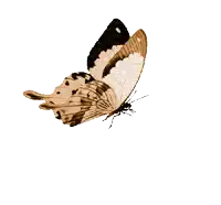 a brown and black butterfly is flying on a white background with picmix written on it
