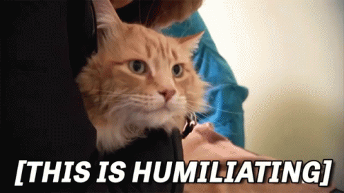 This Is Humiliating GIF - Nat Geo Humiliating Cats GIFs