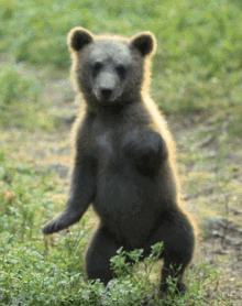 bear cub dance dancing grooves moves