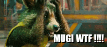 Mugi Raccoon Mugi Wtf GIF