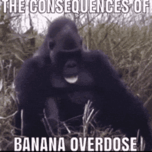 Banana Monkey GIF - Banana Monkey Overdose GIFs