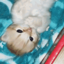 Cat Bedtime GIF - Cat Bedtime Time To Sleep GIFs