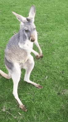 Kangaroo Dancing GIF - Kangaroo Dancing Dance GIFs