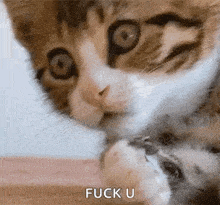 a close up of a cat 's face and paw with the words `` fuck u '' written on it .