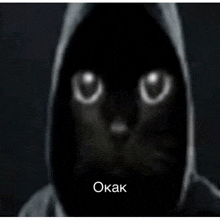 a black cat wearing a hoodie with the word okak on the bottom right