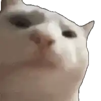 a close up of a cat 's face looking up