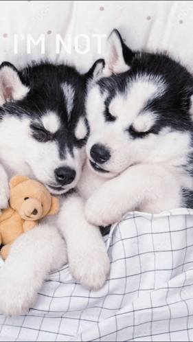 are siberian husky puppies lazy