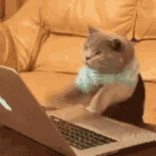 Michael The Cat Typing GIF