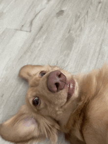 a close up of a dog laying on its back on a wooden floor