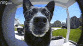 a dog is looking through a doorbell with ring.com written on the bottom