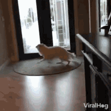 excited viralhog spin dog pet