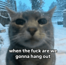 a close up of a cat with the words " when the fuck are we gonna hang out "