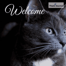 welcome greeting you are welcome welcoming cat