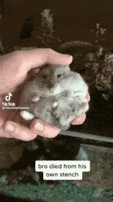 Hamster Died GIF - Hamster Died Stench GIFs