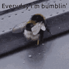 Bumblin Lmfao GIF - Bumblin Lmfao Bee GIFs