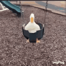 duck ducks swing cute animals