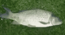Bass Fish GIF - Bass Fish Sad GIFs