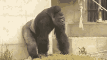 Monkey Gorilla GIF - Monkey Gorilla Pounds Chest GIFs