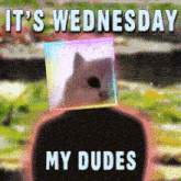 a meme that says it 's wednesday my dudes with a cat on top