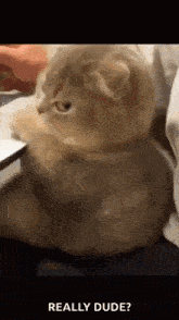 a cat is sitting on a bed with its paws on a laptop .