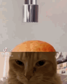 Cat Cake GIF - Cat Cake Cat Cake GIFs