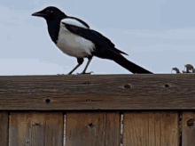 Dance Party Magpie GIF - Dance Party Magpie Vulture GIFs