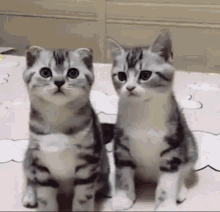 Kittens Cute Kitten GIF - Kittens Kitten Cute Kitten GIFs