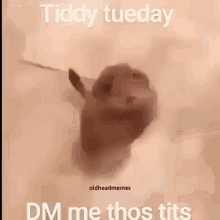 tiddy tuesday titty tuesday tiddy tueday dm tits