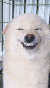 a dog with braces on its teeth is making a funny face in a cage .