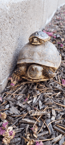 two turtles are sitting on top of each other