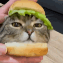 Cat Cute GIF - Cat Cute Burger GIFs